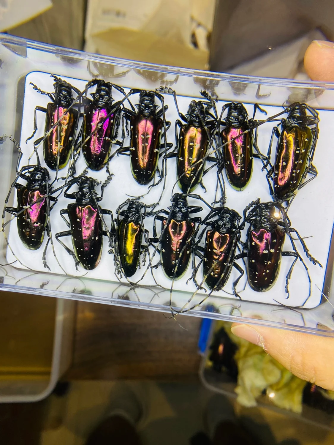 Home Decor Vietnam - เวียดนาม Dicronorhina Debyana เต่าทองการวิจัยทางวิทยาศาสตร์แมลงจริงด้วงตัวอย่างอุปกรณ์ตกแต่งบ้าน