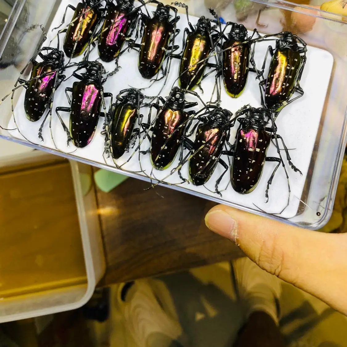 เวียดนาม Dicronorhina Debyana  - Home Decor Vietnam บทวิจารณ์และราคา